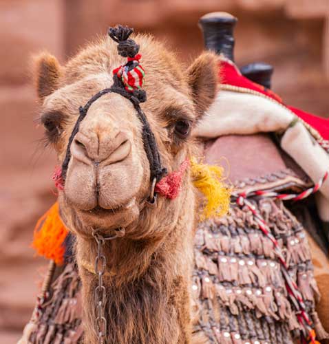 Camel Rides Hire Fraser Coast