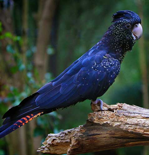 Wildlife Encounters Sydney