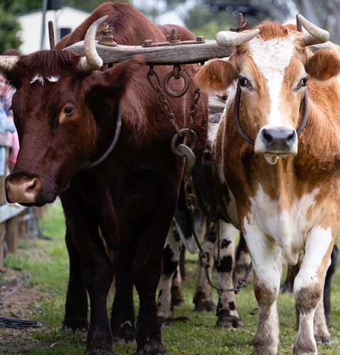 Mudgeeraba Show Heritage Activities