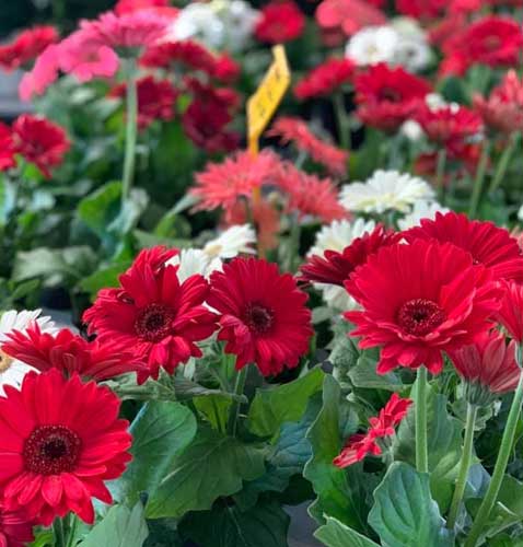 Queensland Garden Expo Floral Displays