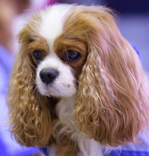Royal Queensland Show Animal Competitions