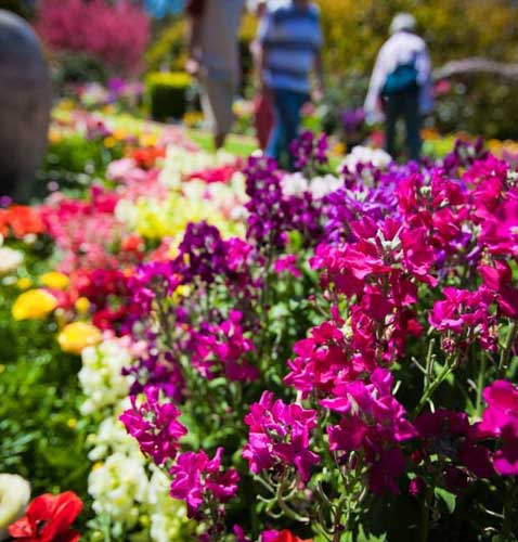 Toowoomba Carnival of Flowers Exhibition Gardens
